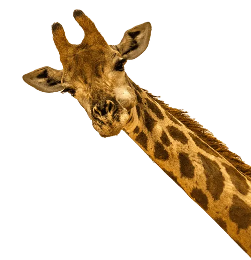 HOME-Jirafa-900x630-1-e1729493799690