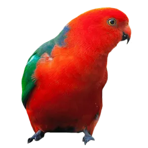 HOME-Pajarito-500x500-1