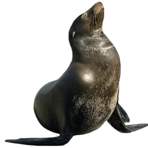 HOME-Foca-500x500-1