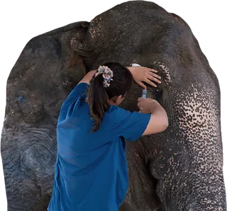 Especialista en Grandes Mamíferos Terrestres online