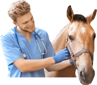 Auxiliar Veterinario Ecuestre online