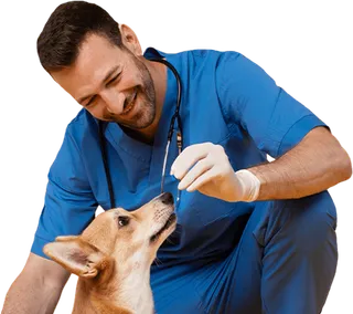 Auxiliar de Fisioterapia y Rehabilitación Animal online: Canina, Felina y Equina